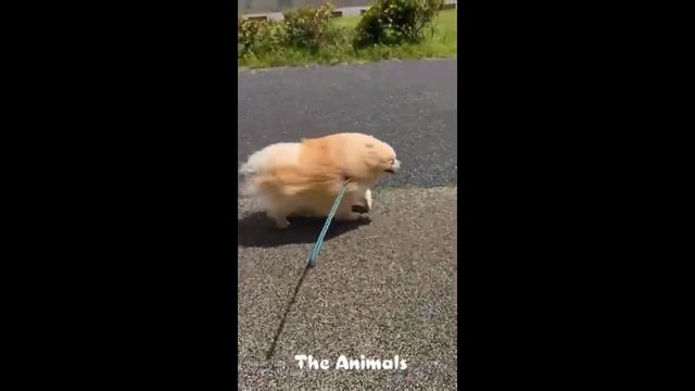 Приколы с животными!