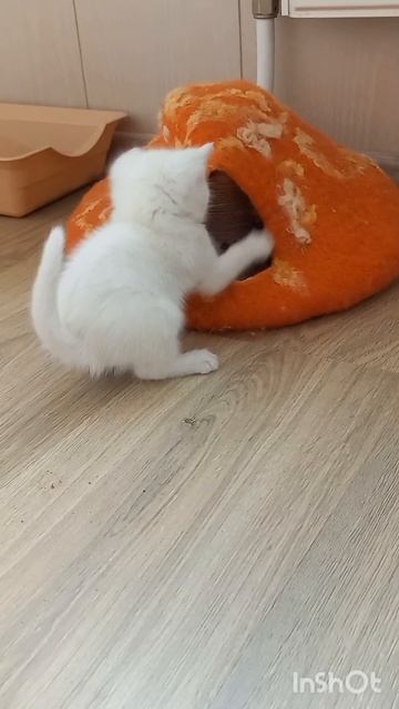 Котята