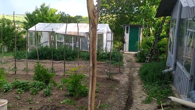 деревня, работа, картошка, Прополка свеклы.  красота и ?
