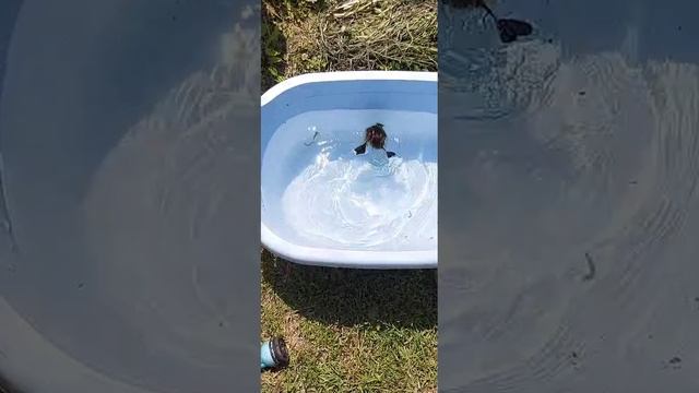 Спасение блудного утенка от свирепой кошки 🤗1000050098.mp4