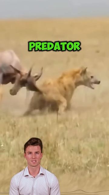 gUDgaPE1QNY - ＂Wild Dog’s Relentless Pursuit： Buffalo Escapes, But Fear Remains＂ #shorts #animals