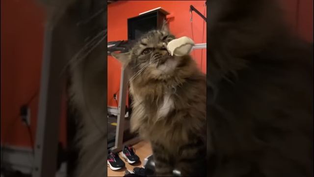 y14KMD97ph0 - Funny Pets. Funny Cat Reactions to Ice Cream 🤣😂😺 #shorts #funny #fannydog #cat #cut