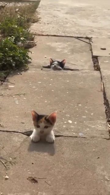 Вот где котейки растут 😍🐈😉🥰