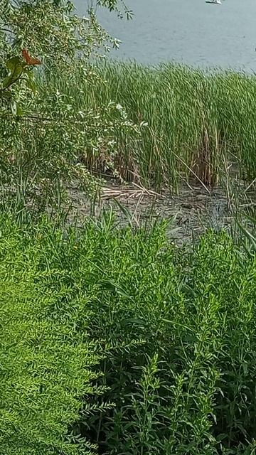 Утиная деревня