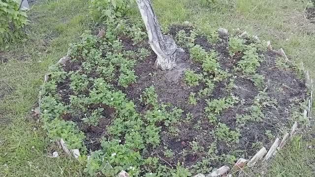 КРУГЛАЯ ГРЯДКА ПОД ДЕРЕВЬЯМИ ☝☝☝ ОТВАЁВЫВАЕМ ТЕРРИТОРИЮ У СОРНЯКОВ ☝☝☝