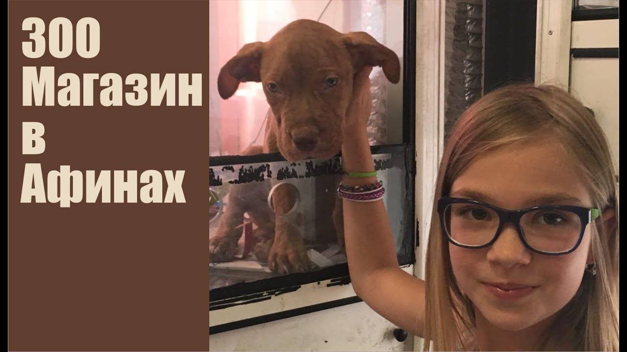 Зоомагазин в Афинах, обзор. Каких животных продают в Греции?