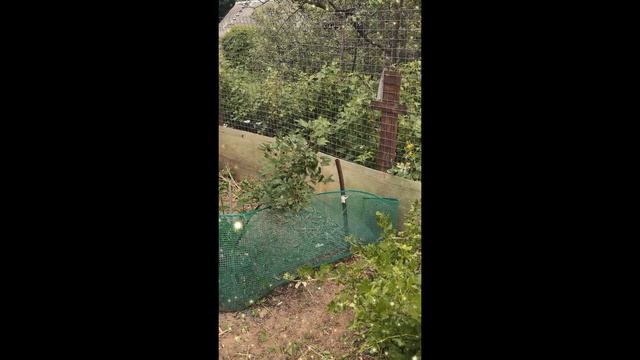 уборка сорняков на участке