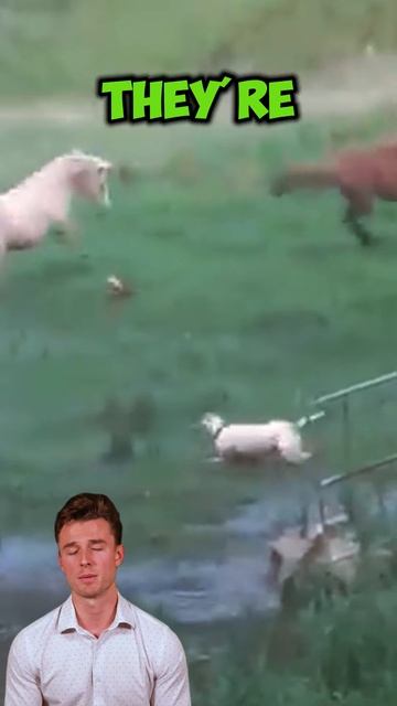 y0RxdIfhqOw - ＂Horse Kicks： The Ultimate Ninja Moves!＂ #shorts #animals #wildlife #facts #wildanimal