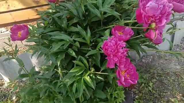 VID-20250612-WA0031.mp4