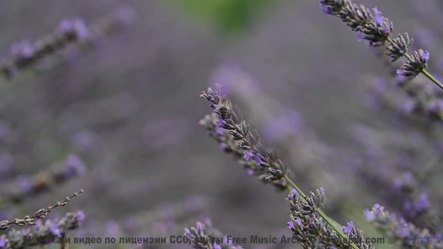 Музыка будущего, которую создал искусственный интеллект! - Я боюсь утечки глаза (Людмила Гурченко co