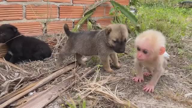 Обезьянка крошка БУКАШКА поранила ножку На улице нашла щенков Подружилась _ __ ФОНД ВИДЕО __ _ Д