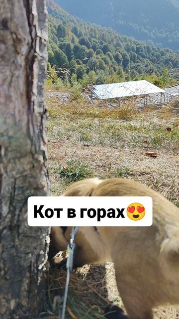 Кот в горах 😍
