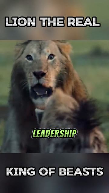 qe44FyPWtpI - Lion The Real King of Beasts #shorts #animals #viral #wildlife #vizard