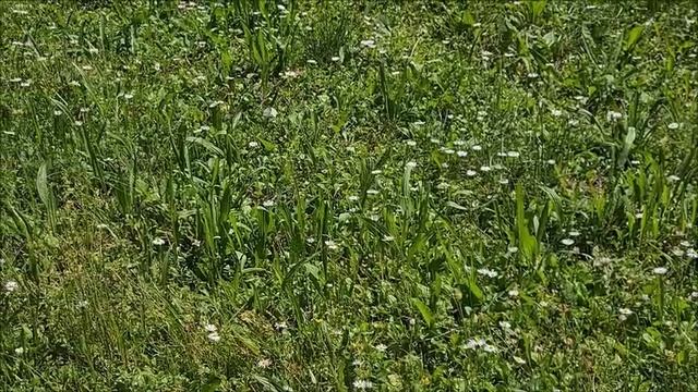 Leptir 04.06.2025