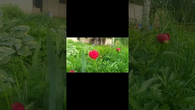 Первые яркие краски лета)