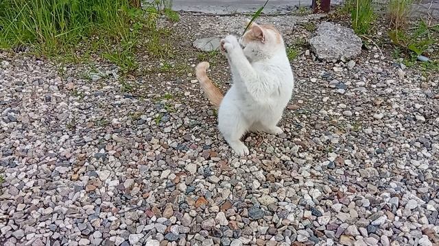 Котик