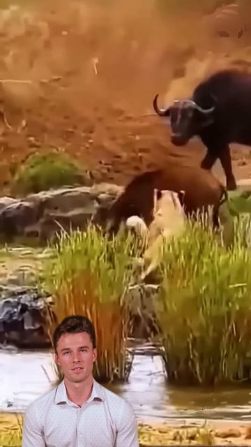 m2b-G_Foq8M - Buffalo Stampede： Lions Overcome by Unstoppable Power #shorts #animals  #lion #buffalo