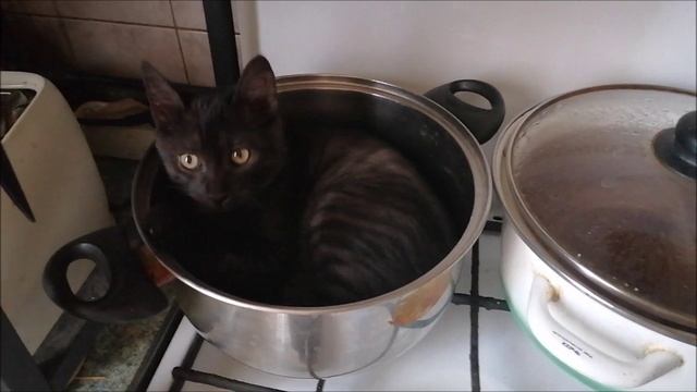 А потом суп с котом