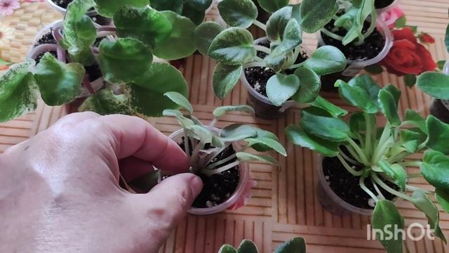 Моя первая посылка с детками фиалок.