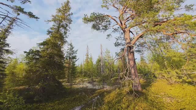 Весна в тайге_4k