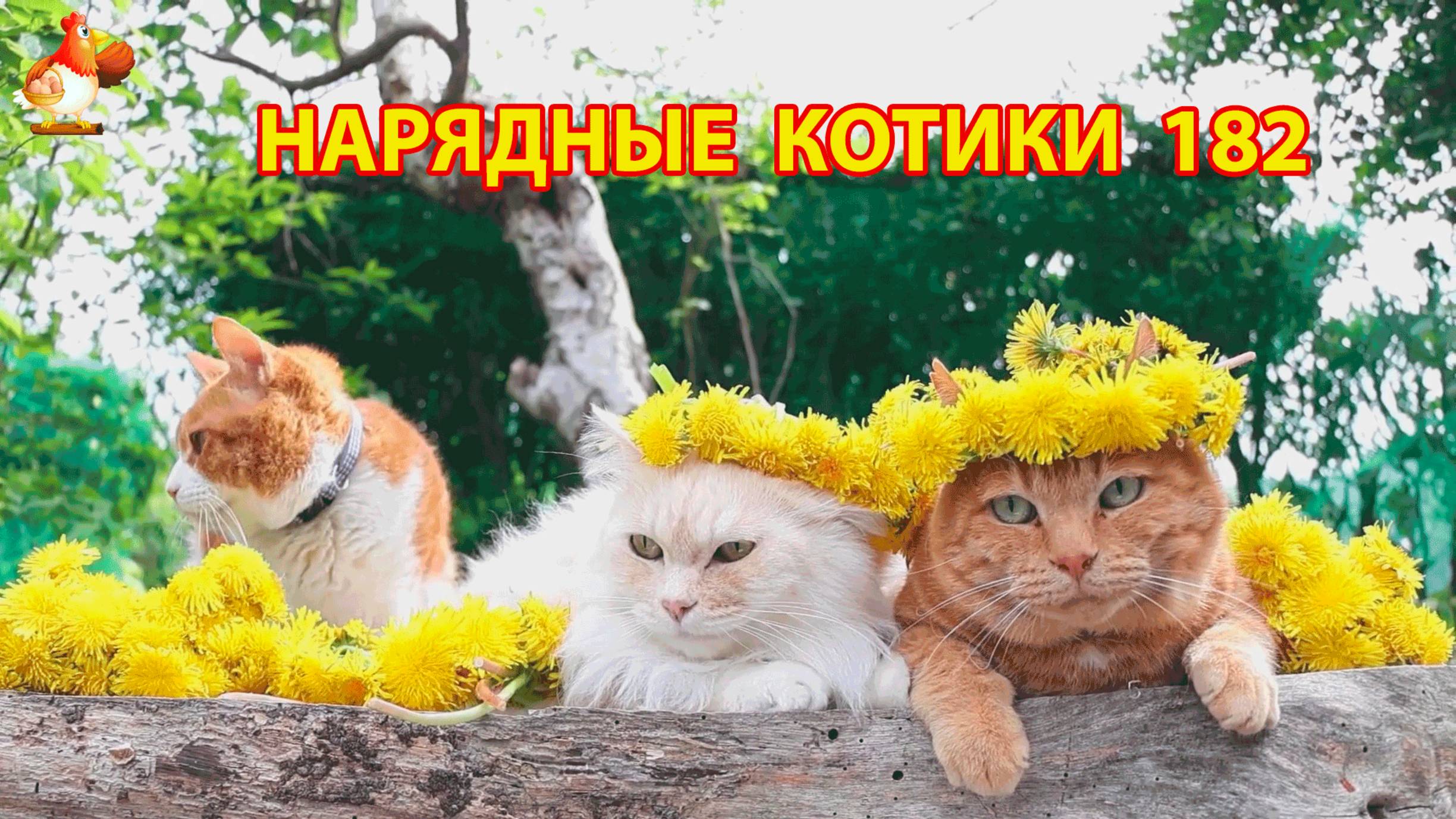 Нарядные Котики расслабляются на солнышке 🌞 🐈🐈🐈 (182)