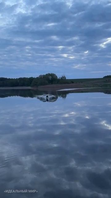 1000543019.mp4Лебедь чудо прилетел вернулся