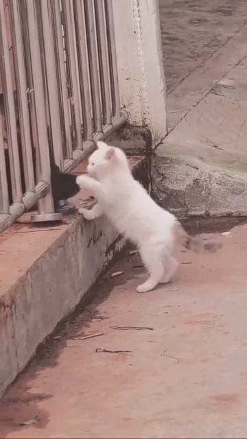 Знакомство через забор. 🐈😉😘👍
