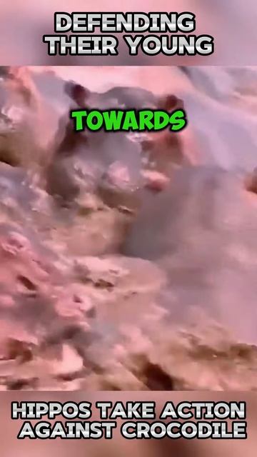 hm9qMFNmmoA - ＂Defending Their Young： Hippos Take Action Against Crocodile＂ #shorts #nature #viral #