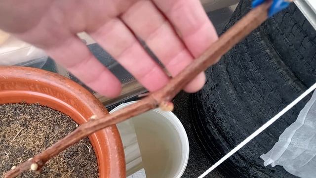 Виноград в Приморском Крае 🍇Высадил Молдову , чтоб ка