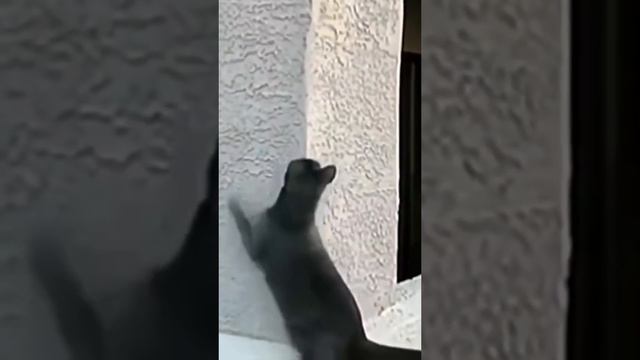 котовассия