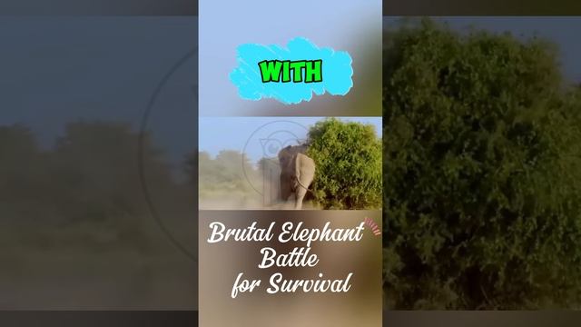lXtWtonkRX0 - Brutal Elephant Battle for Survival #shorts  #animals #facts #elephant