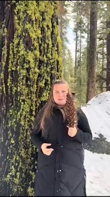 На пол шишки