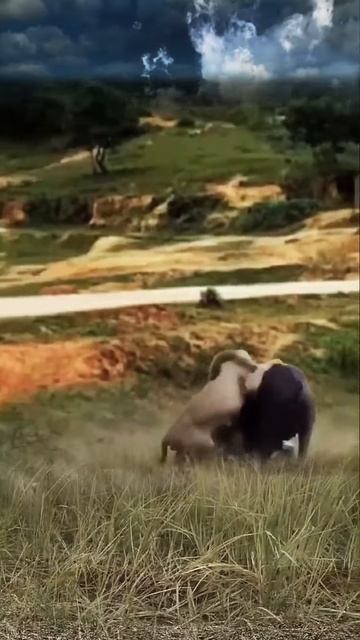 cFUvlgG5lf4 - Lonely buffalo defeating lions｜｜ #shorts #facts #animal  #animals #lion #wildlife