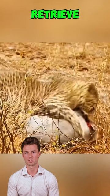 oPbMPMNgPVo - Relentless Survival： The Leopard's Frustration and Triumph #shorts #animals #wildlife