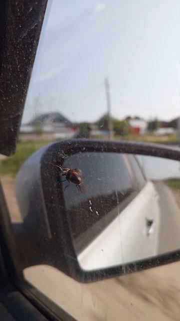Нагленький пассажир попался #дороги #авто
