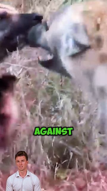 qGOYRbNOVdU - ＂This Loot is Not Free： Wild Dogs Deliver Justice to a Hyena＂ #shorts #animals #wildli