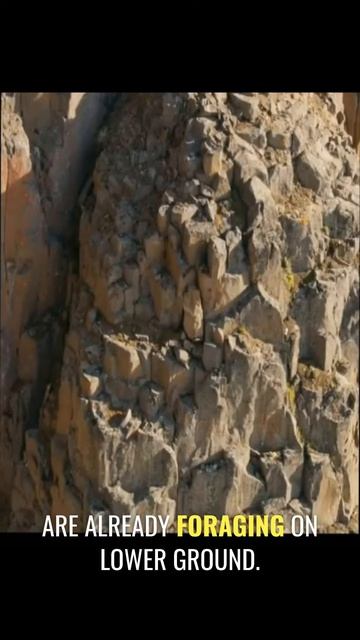 h1a3vUZh1yI - Why Do Geese Chicks Jump Off A Cliff？ #shorts