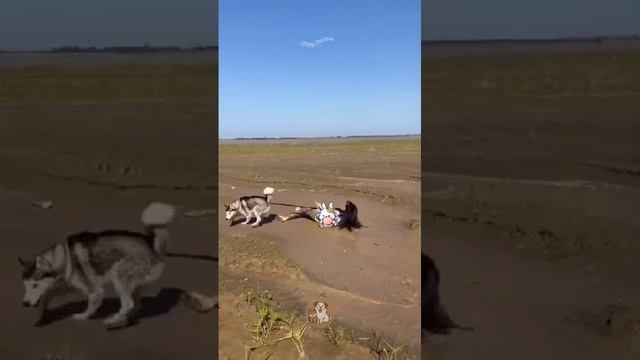 я утащил хозяина