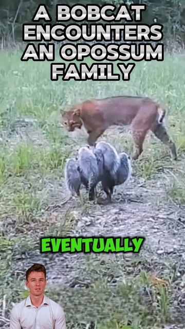 cmUHCi-dY20 - A Bobcat Encounters an Opossum Family #shorts #wildlife #animals #facts #viral #nature