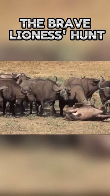 _YVvzgegpLE - The Brave Lioness' Hunt #shorts #nature #animals #viral