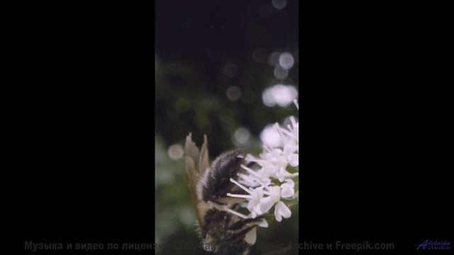 Это НЕ ФОТОШОП - но как! - Headin North -- Ayla Nereo -- Beheld