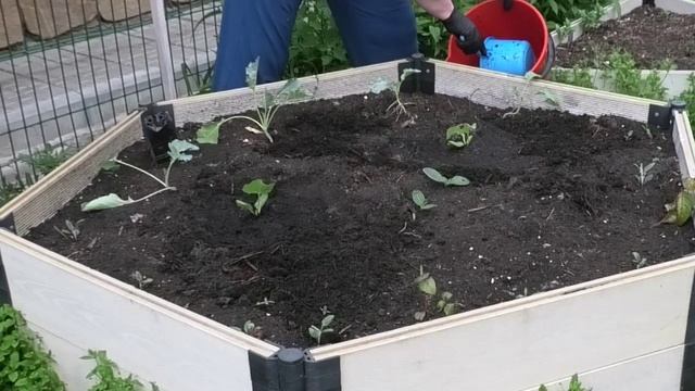 Как посадить растение в жаркий летний день