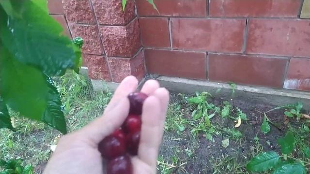 Очень вкусная черешня!