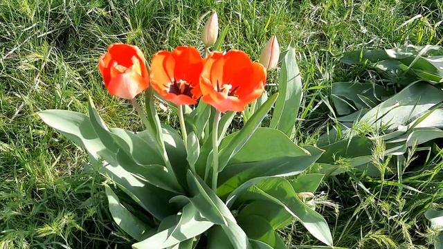 Красивые тюльпаны⚘🌿⚘🌿⚘в Днепре 🏖 на Солнечном ☀?