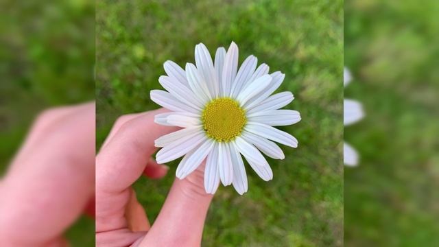 Цветы