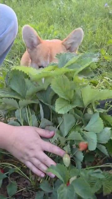 ест клубнику 🍓