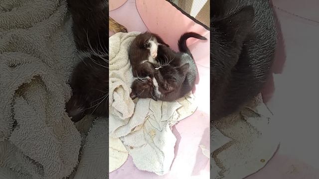 Черно-белый котик.mp4