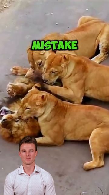 fhr9zcce9Eo - The price to pay for the arrogant lion ｜ Wild Animal Life #wildlife #lions #shorts
