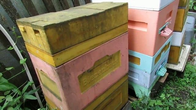 пчелы Элгон на ячейке 5,16 мм - подставляю свежеотстроенную рамку с ячейкой 5,16 для яйцекладки матк