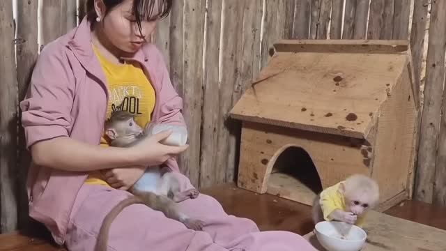 Обезьянка крошка целует обнимает маму Живут в доме в лесу Куры утки свиньи собаки Прибилась дикая ма